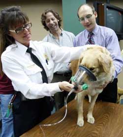 Dog getting oxygen at a veterinarian's office.