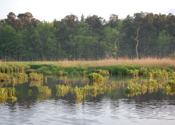 Wetland landscape at Estell Manor Park.