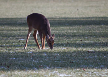 Small deer grazes in Estell Manor Park