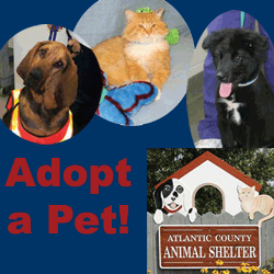 Adopting a Pet - Pet Tips - Public Health - Atlantic County Government