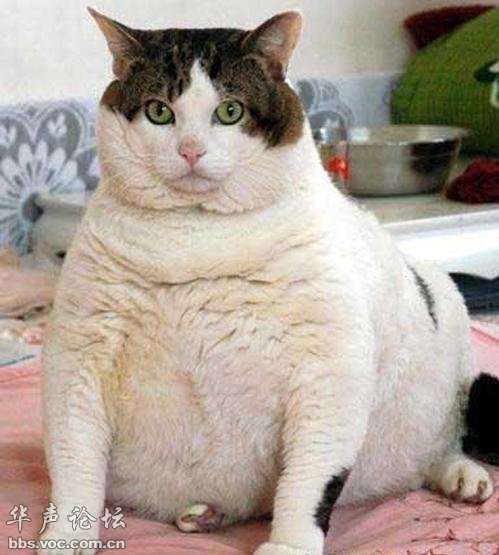 Overweight Cat