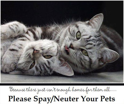 Because there just isn't enough homes for them all... Please Spay/Neuter Your Pets