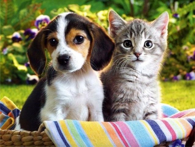 Animal Shelter - Public Health - Atlantic County Government Animal Shelter - Public Health - Atlantic County Government