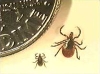 tick versus dime comparison for size