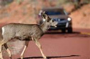 Deer crossing a highway.
