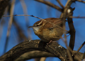 Small bird on a tree branch in Estell Manor Park.