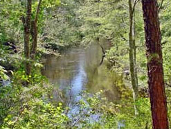 A Tributary of Lake Lenape with Forest Cover