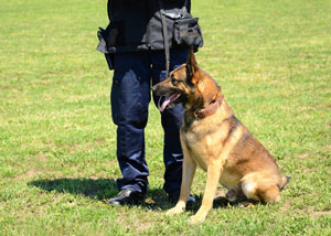 German Shepherd K-9 dog on a leash sitting next to a police trainer.