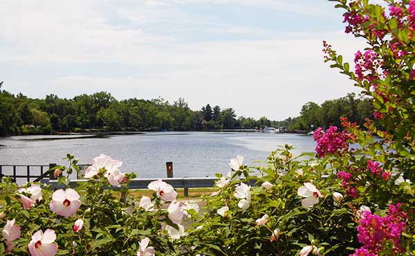 Flowers overlooking the lake